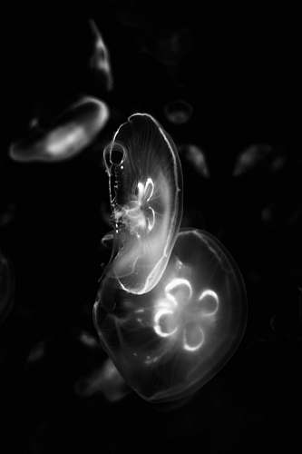 sea life jelly fish animal